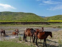 惠州国际旅行社与中国国际旅行社 地方特色与全国网络的旅游服务双翼